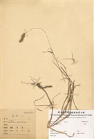 藏品(莠草)的圖片